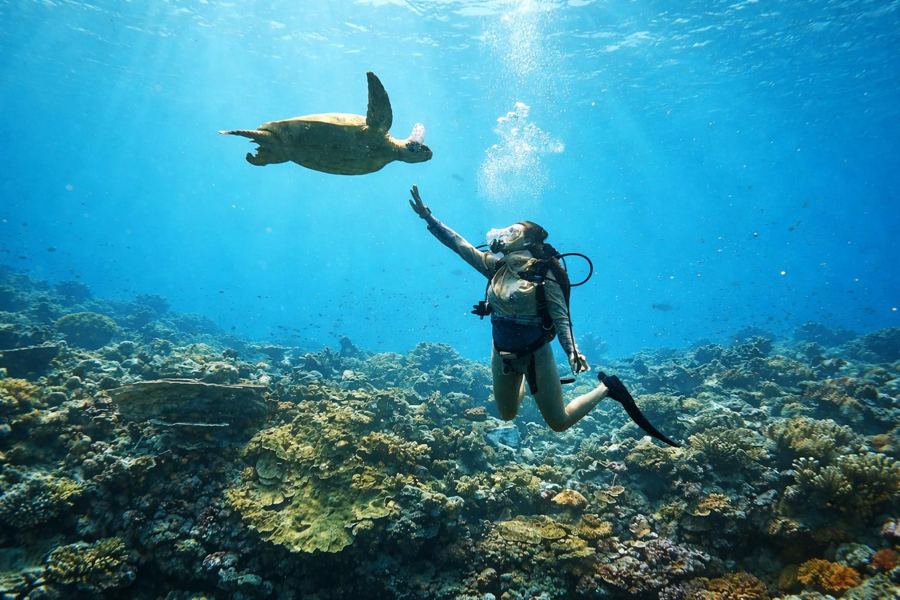 Diver with turtle